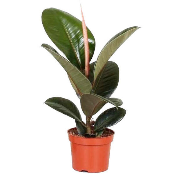 Ficus Elastica Robusta - Ø17cm - ↕65cm