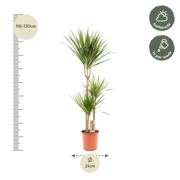 Dracaena Marginata - Ø21 ↕120