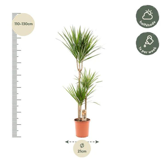 Dracaena Marginata - Γ21 β120