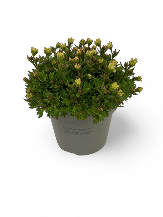 Saxifraga (Arendsii Grp) Touran Limegreen - Ø13cm - ↕15cm