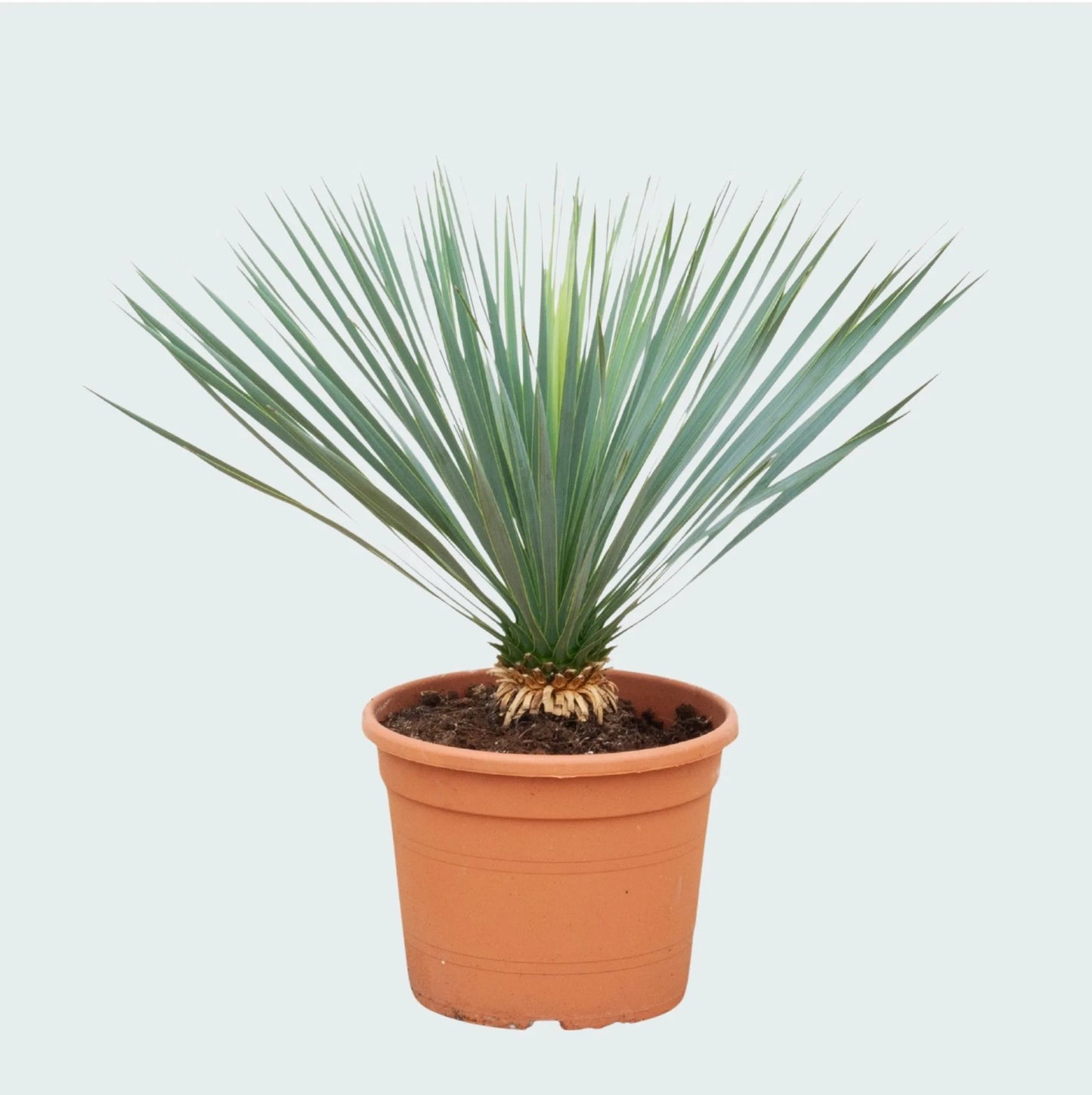 Yucca Rostrata - 80cm- ¯30