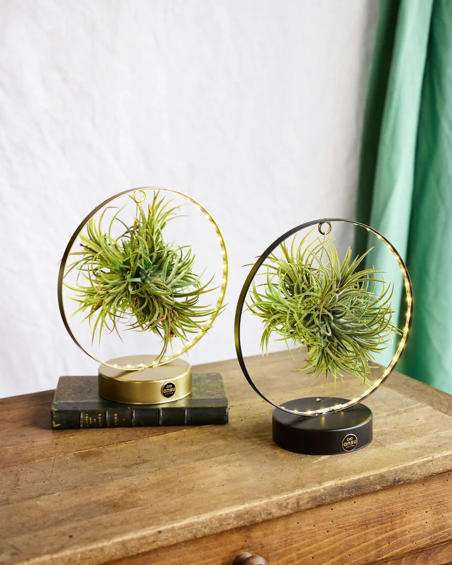 Tillandsia Led Edition Mix - 2 stuks - Ø11 cm - ↕23 cm