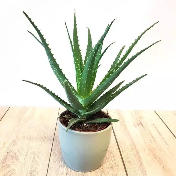 Aloe Arborescens - Ø19 ↕35
