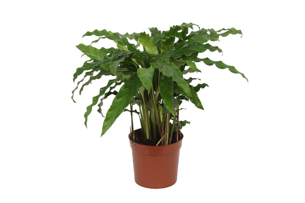 Calathea Bluegrass - 35 cm - ¯12cm