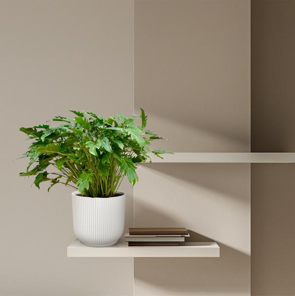 Philodendron Xanadu - 80 cm - ¯27