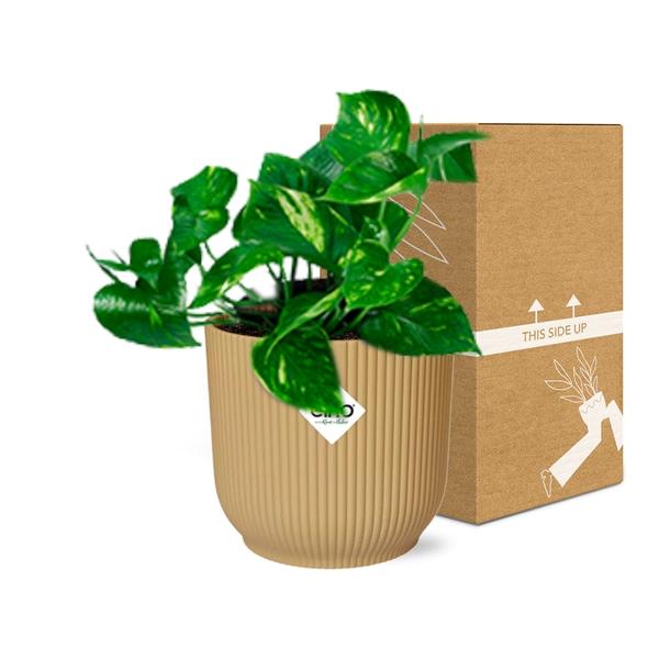 Epipremnum Pinnatum ÔAureumÕ in ELHO Vibes Fold 14cm geel