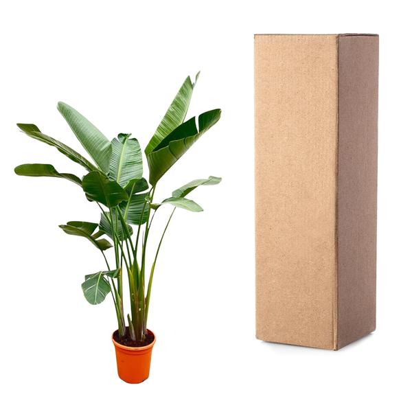 Strelitzia Augusta de luxe XXL - 250cm - ¿38