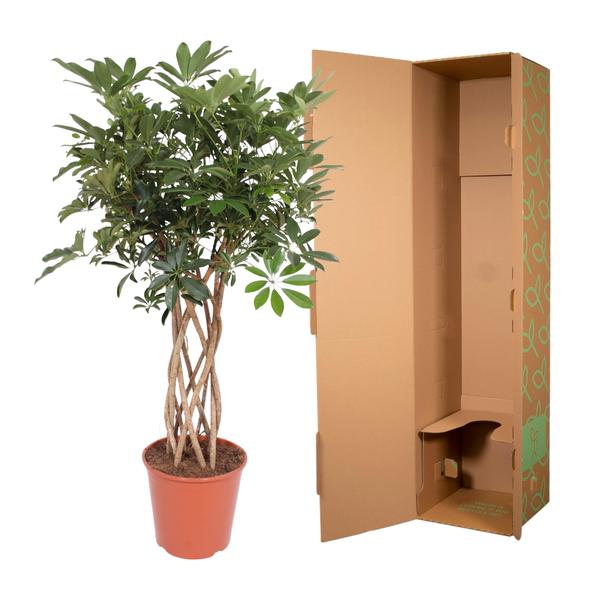 Schefflera Arboricola Compacta gevlochten stam - 130 cm - ¿30