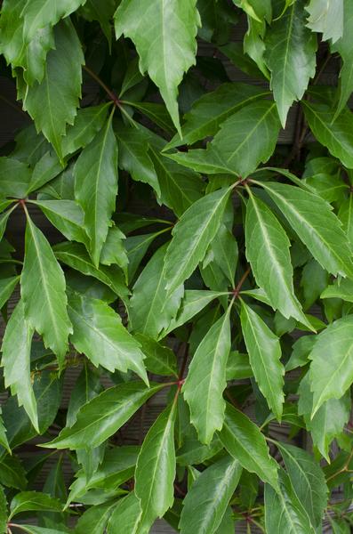 4x - Parthenocissus q. var. 'Engelmannii' - _65cm - ¯15