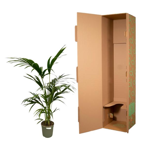 Kentia Palm - 130 cm - ¯21cm