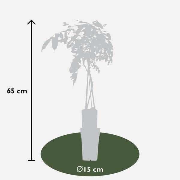 Wisteria sinensis 'Prolific' - Blauwe regen - Ø15cm - ↕65cm