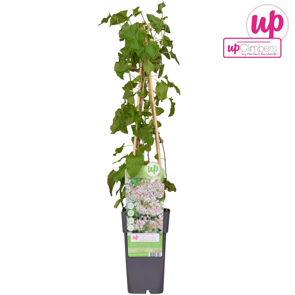 Fallopia baldschuanica - Bruidsluier - Ø15cm - ↕65cm