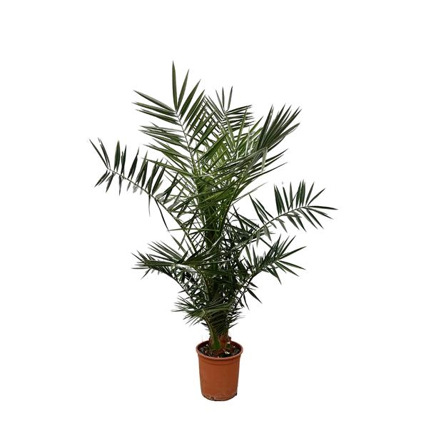 Phoenix Canariensis - 130cm- ¿20