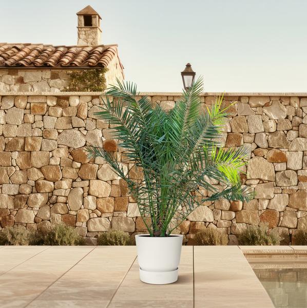 Phoenix Canariensis - 300cm - ¿50