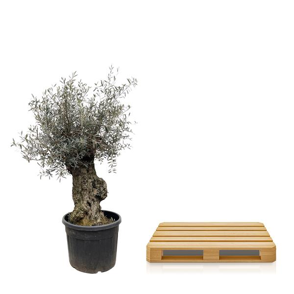 Olea Europaea Bonsai - 250cm- ¯65