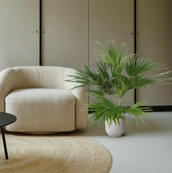 Livistona Chinensis - 170 cm - ¿27