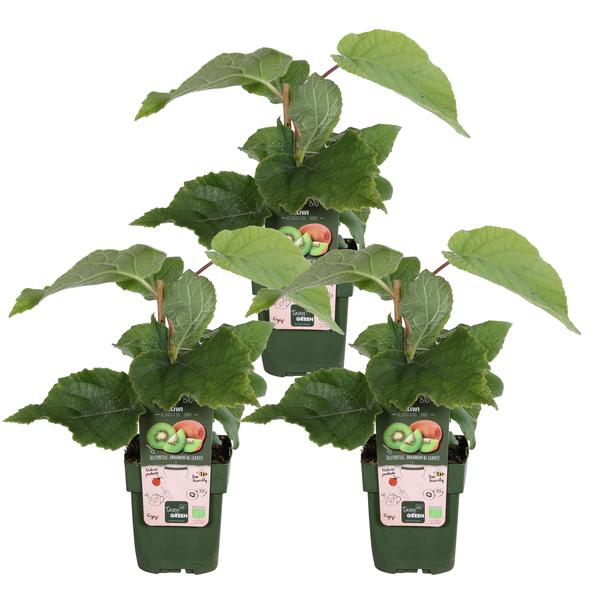3x - Actinidia delciosioa 'Jenny' - _45cm - ¯13