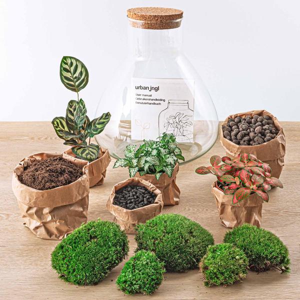 DIY terrarium - Sam XL Rood - ↕ 35 cm - Normal