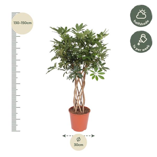 Schefflera Arboricola Compacta gevlochten stam - 130 cm - ¿30