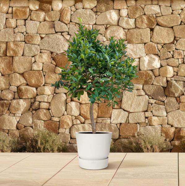 Sinaasappelboom - 200 cm - ¿40