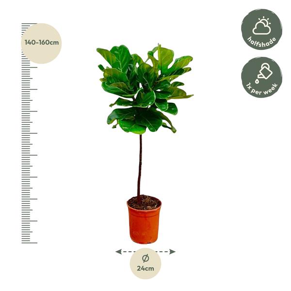 Ficus Lyrata stam - 130 cm - ¿24