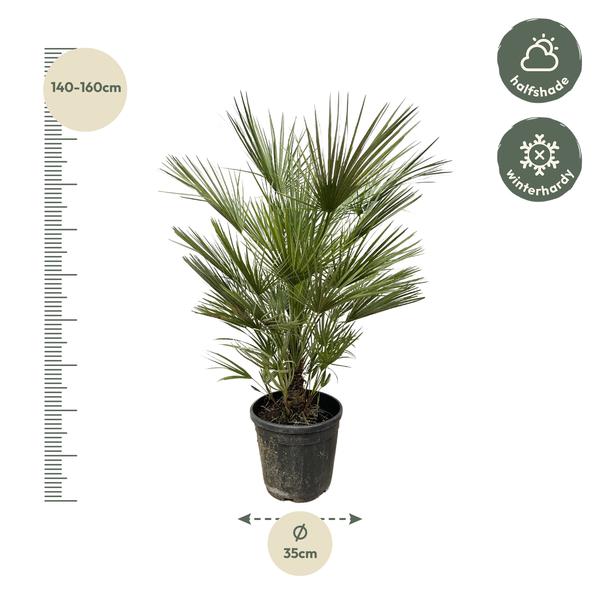 Chamaerops Humilis - 150cm- ¿30