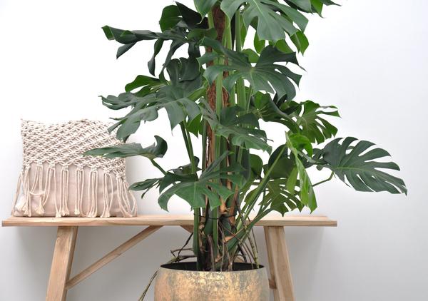 Monstera Deliciosa XXL - 150cm - _27