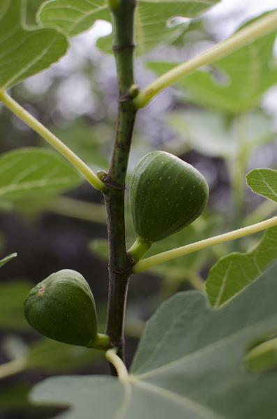 Ficus Gustissimo Perretta - Ø19cm - ↕50cm - Ø19 - ↨50cm