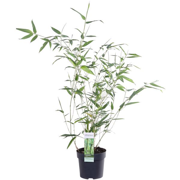 Phyllostachys 'Bissetii' - Groene stam bamboe - Ø14cm - ↕40cm