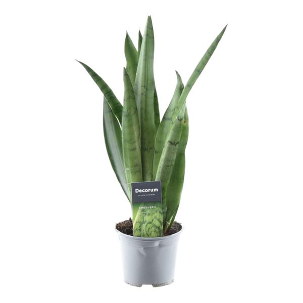 Sansevieria Spearmint - 45 cm - ¿12