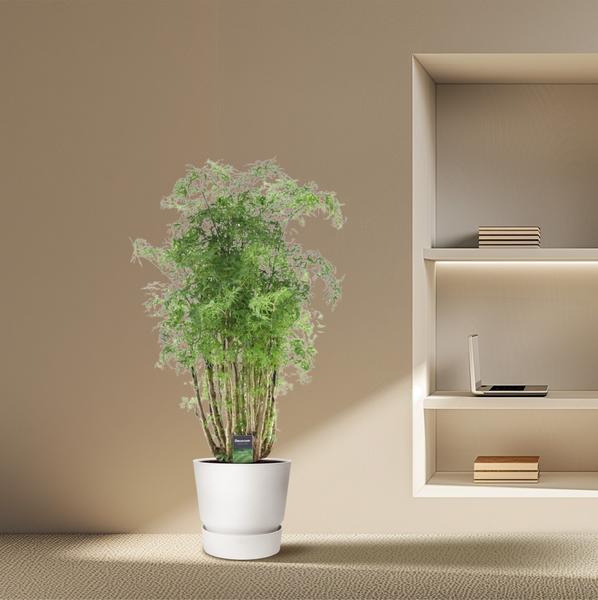 Polyscias Hawaiiana Ming - 90 cm - ¯24cm