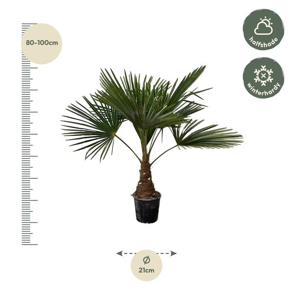 Trachycarpus - 100cm- ¯21