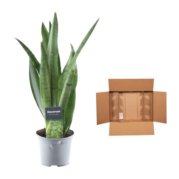 Sansevieria Spearmint - 45 cm - ¿12