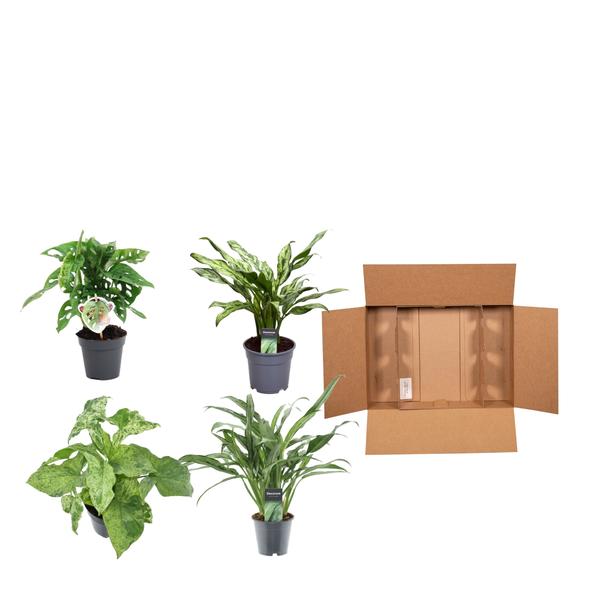 Groen mix 4 planten - Monstera obliqua 'Monkey Leaf' - 25 cm - ¿12 - Aglaonema Juliette - 40 cm - ¿12 - Syngonium Mottled - 25 cm - ¿12 - Aglaonema Cutlass - 40 cm - ¿12