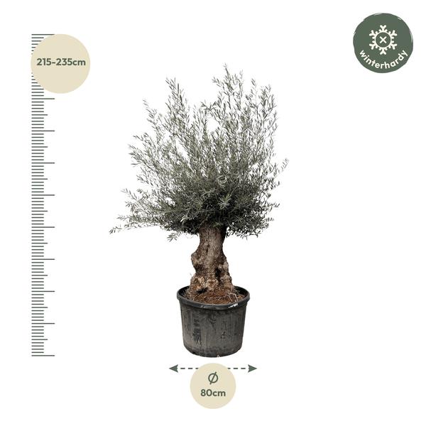 Olea Europaea Bonsai - 225cm- ¯80