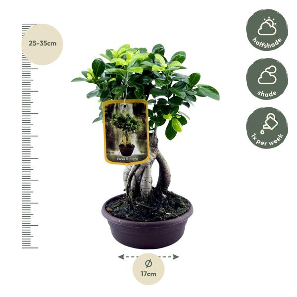 Ficus Microcarpa Ginseng - 30 cm - ¯17cm