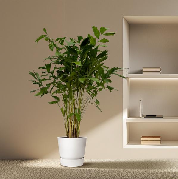 Caryota Mitis - 210 cm - Ø27cm