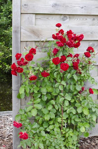 3x - Rosa mix - _65cm - ¯15