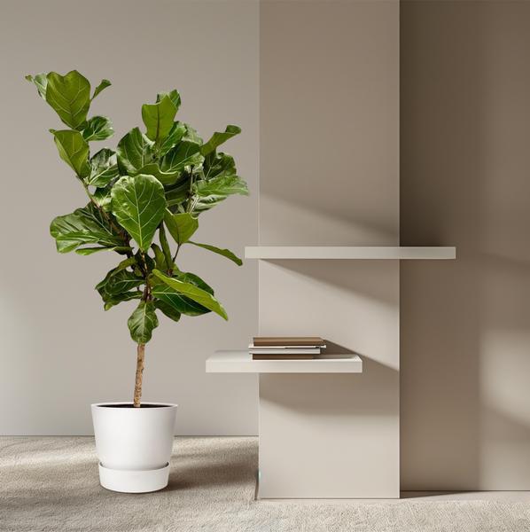 Ficus Lyrata stam - 150 cm - Ø27