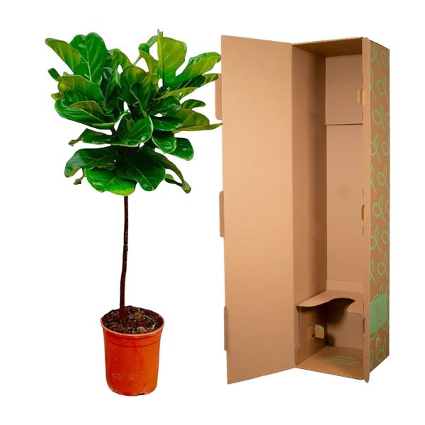 Ficus Lyrata stam - 130 cm - ¿24