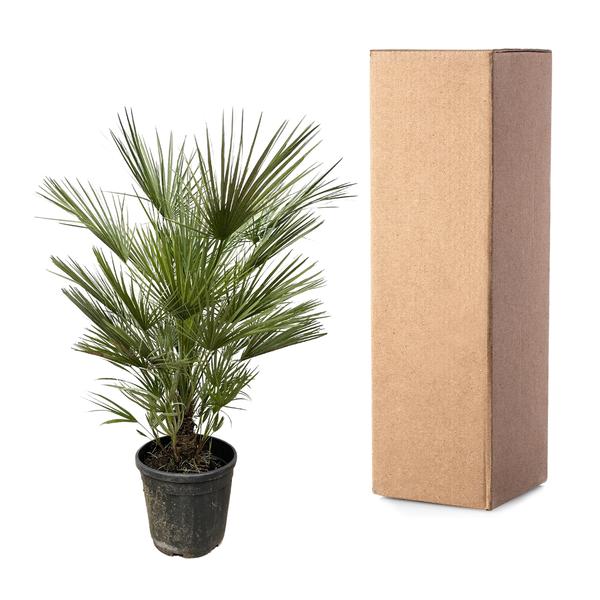 Chamaerops Humilis - 150cm- ¿30