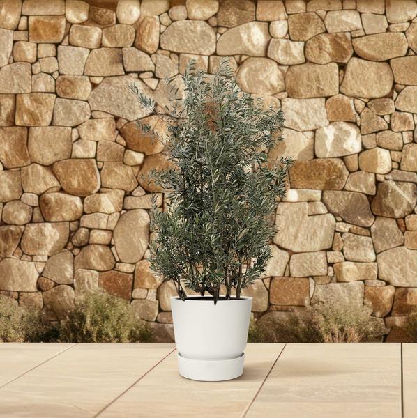 Olea Europaea struik - 225cm- ¯50