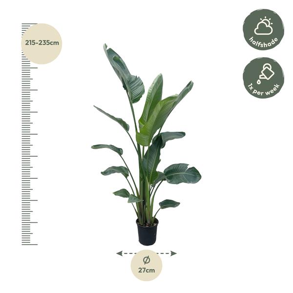 Strelitzia Nicolai XXL - 210 cm - ¿27