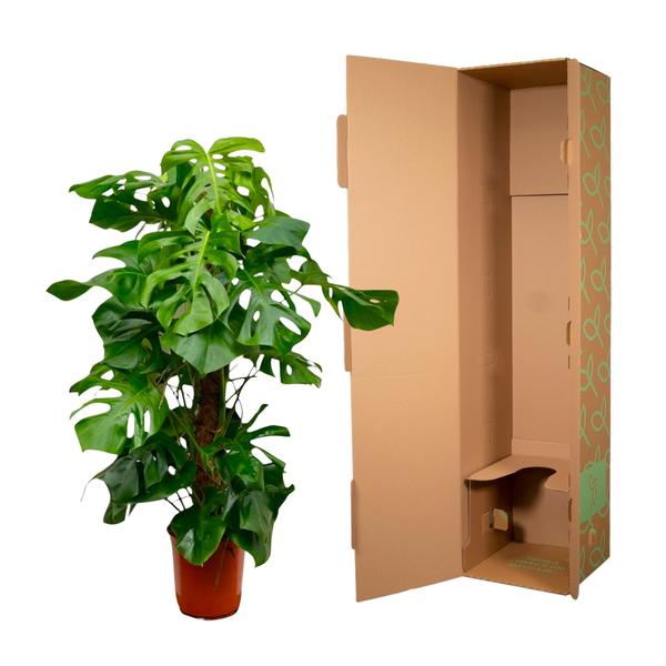 Monstera Deliciosa XXL - 150cm - _27