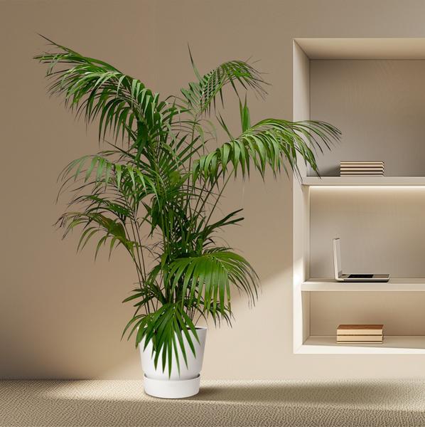 Kentia Palm XXL - 260cm - ¿35