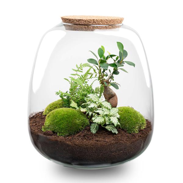 Plant terrarium - Emma - DIY kit - _ 25 cm - ¯ 23 cm - Bonsai White + LED