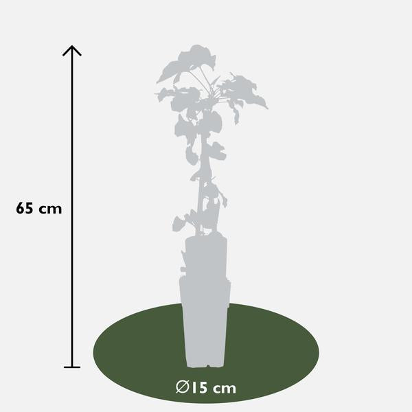 Fallopia baldschuanica - Bruidsluier - Ø15cm - ↕65cm