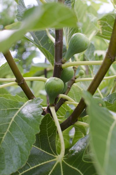 Ficus Gustissimo Perretta - Ø19cm - ↕50cm - Ø19 - ↨50cm