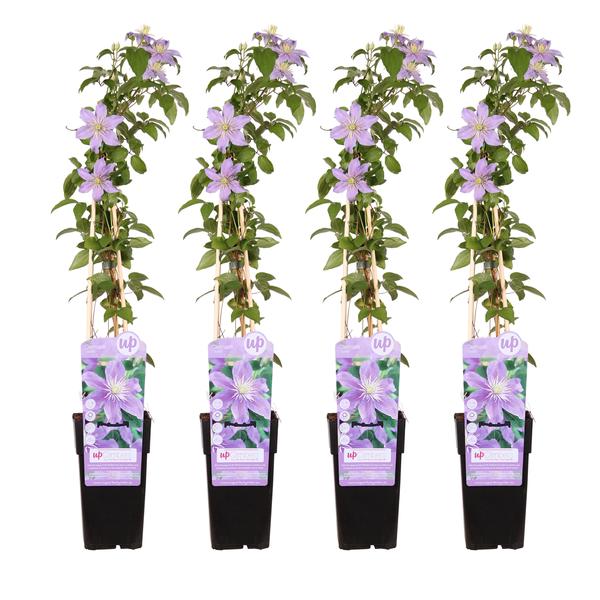 4x - Clematis Justa - _65cm - ¯15
