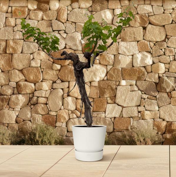 Druivenboom (Vitis Vinifera) stam vertakt - 220cm - ¿55